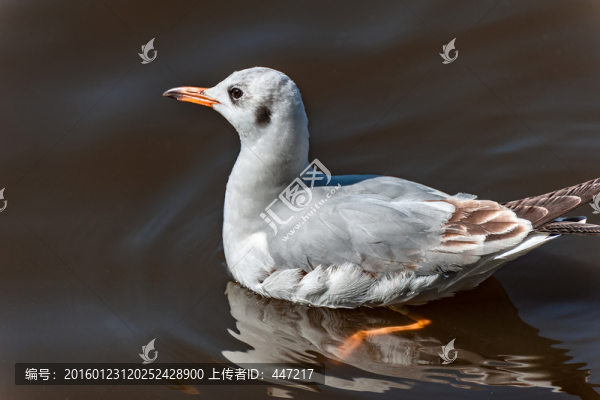 昆明海鷗