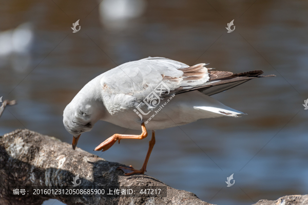 昆明海鷗