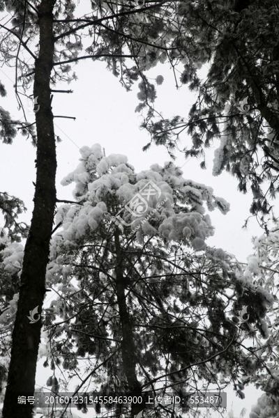 雪景