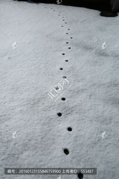 雪地