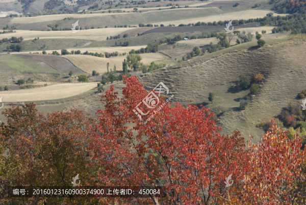 山坡上的田地