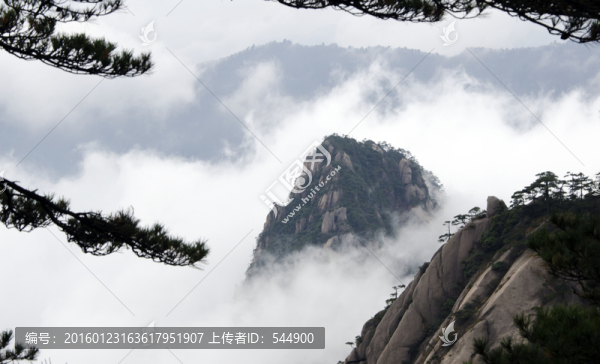云海,松樹,,山峰