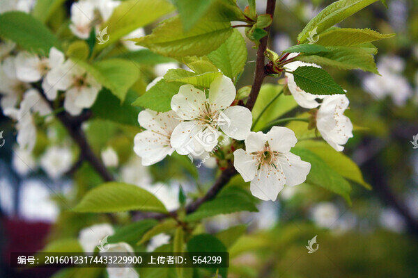 櫻花
