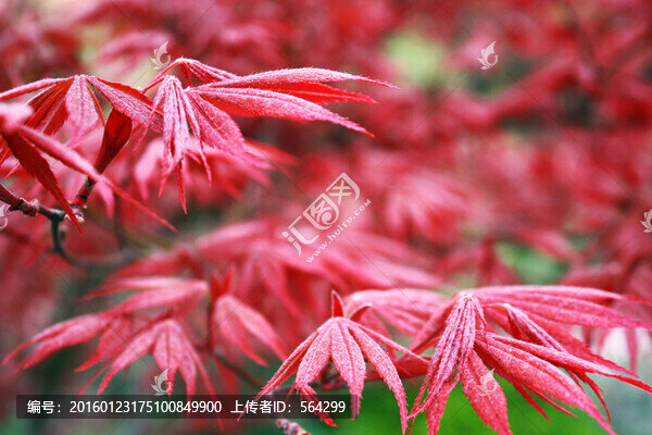 紅楓