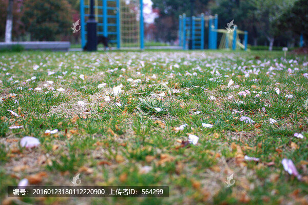 落花花瓣