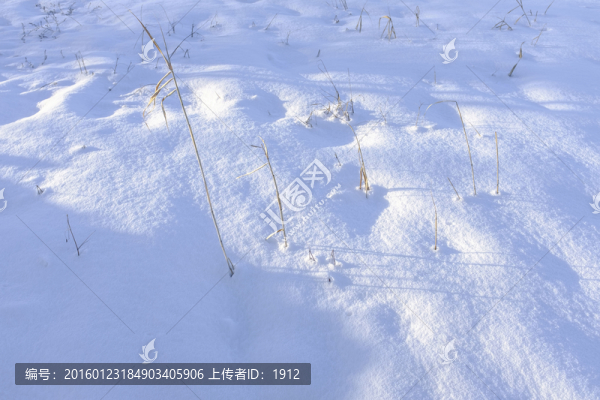 雪地