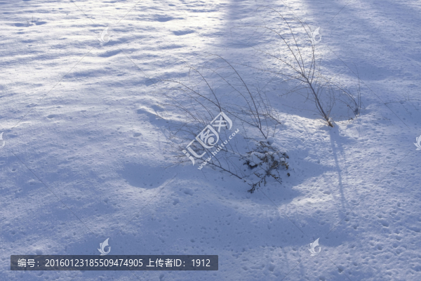 雪地