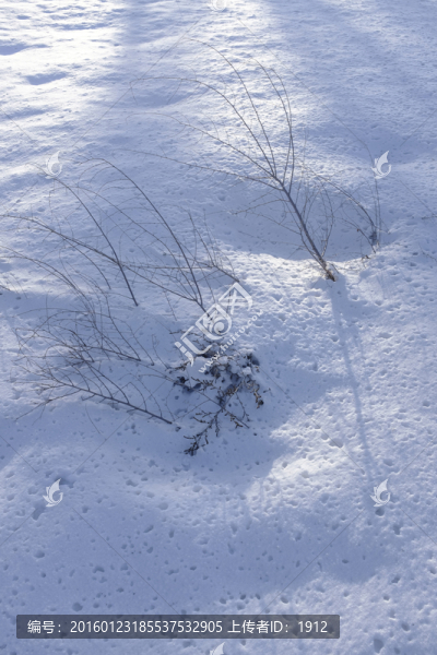 雪地