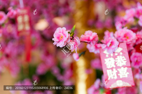 紅包樹,發(fā)財(cái)樹