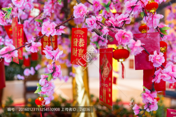 發(fā)財樹,紅包樹