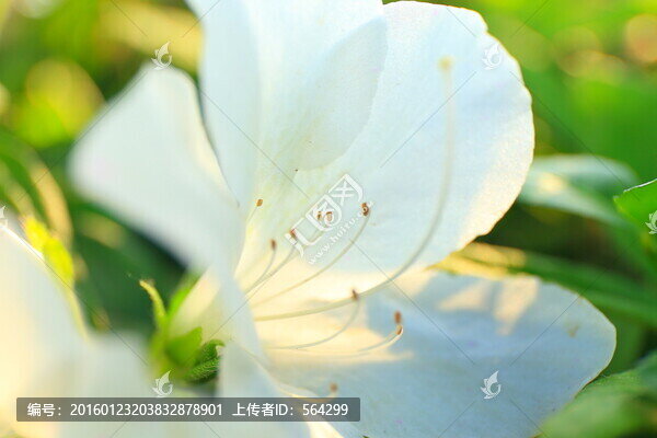 白色杜鵑花