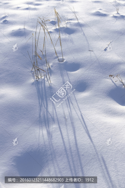 冬雪