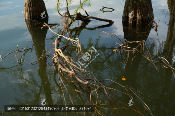 水中樹(shù)枝