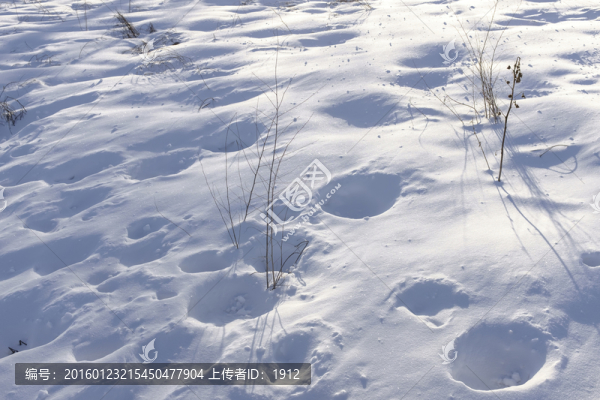 雪地
