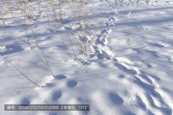 雪地