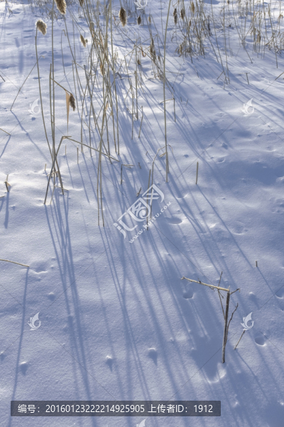 雪地