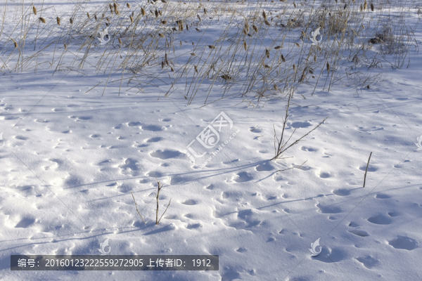雪地