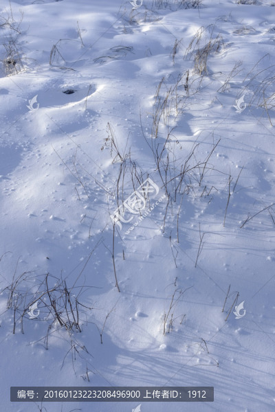 冬雪