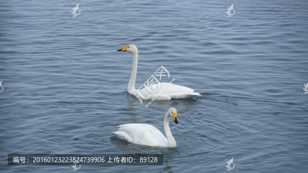 湖面上的兩只天鵝