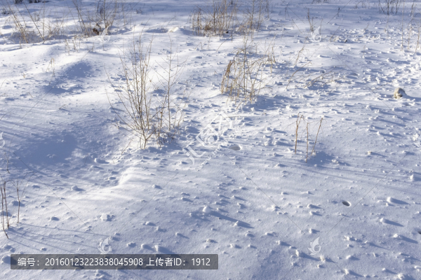 雪地