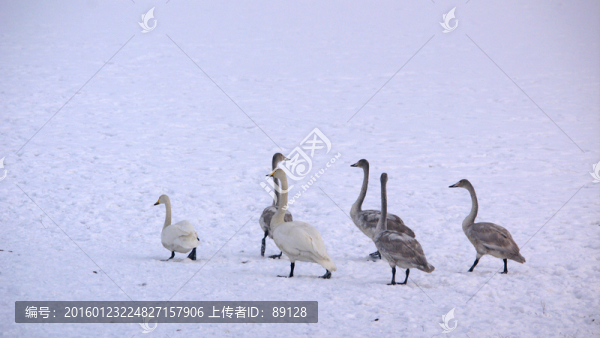 雪地上的天鵝一家