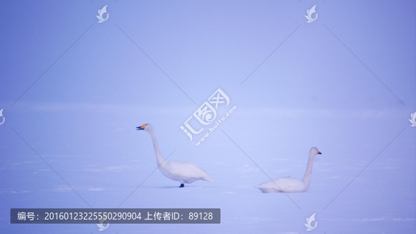 雪地上的天鵝夫婦