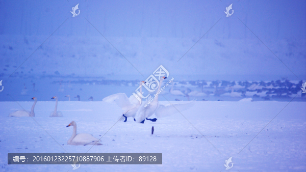 雪地上的天鵝