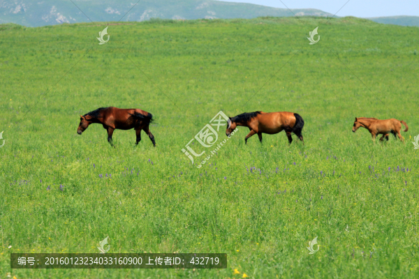 草原上的馬群
