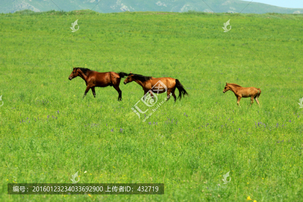 夏季草原馬群