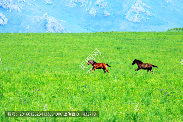 草原上奔跑的小馬駒