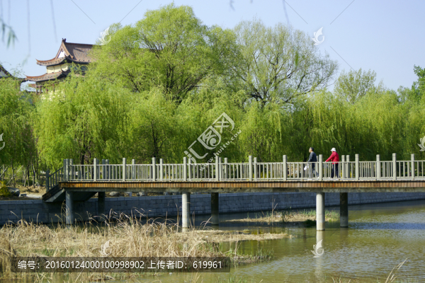 公園,翠柳,木橋