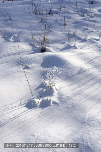 雪地