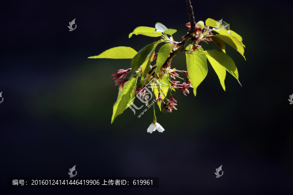 櫻花小品