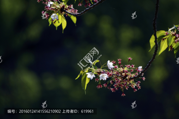 櫻花小品
