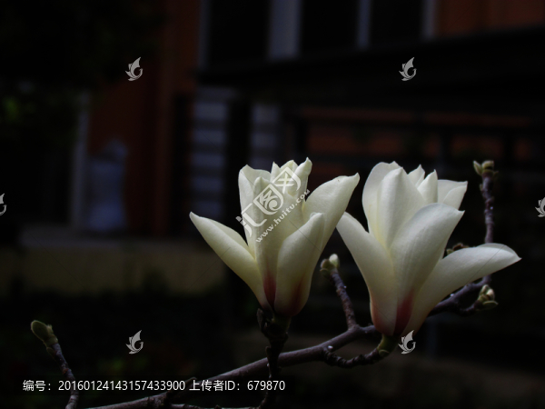 兩朵玉蘭花