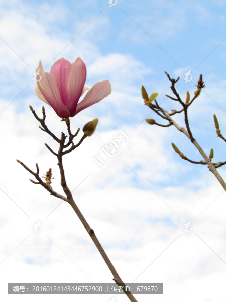 玉蘭花