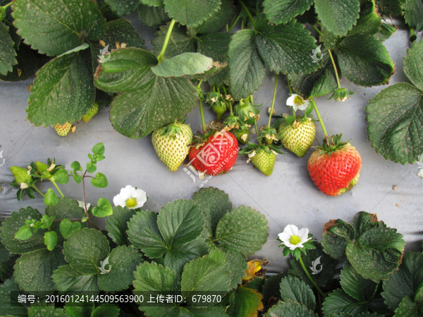 生長(zhǎng)的草莓