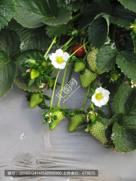 草莓種植