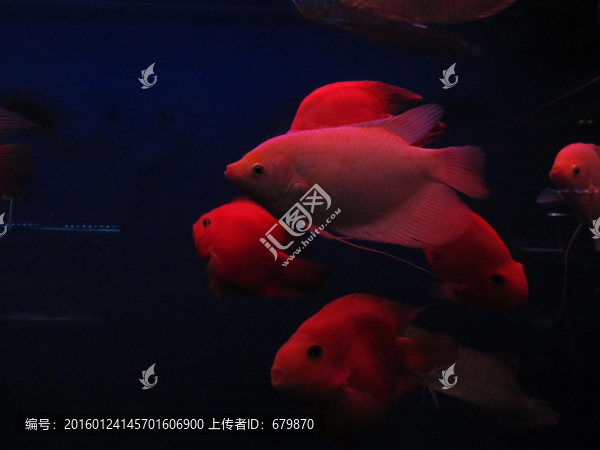 水族箱