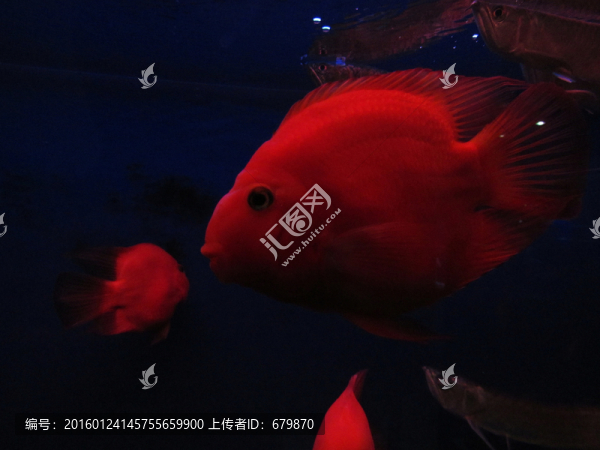 水族箱