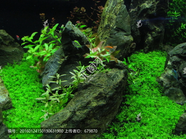 水族箱布置