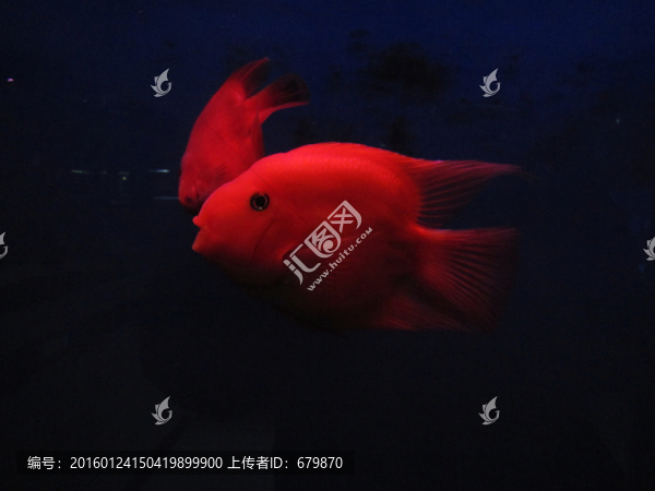 紅魚
