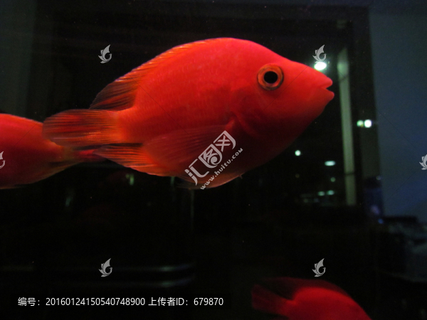 紅魚