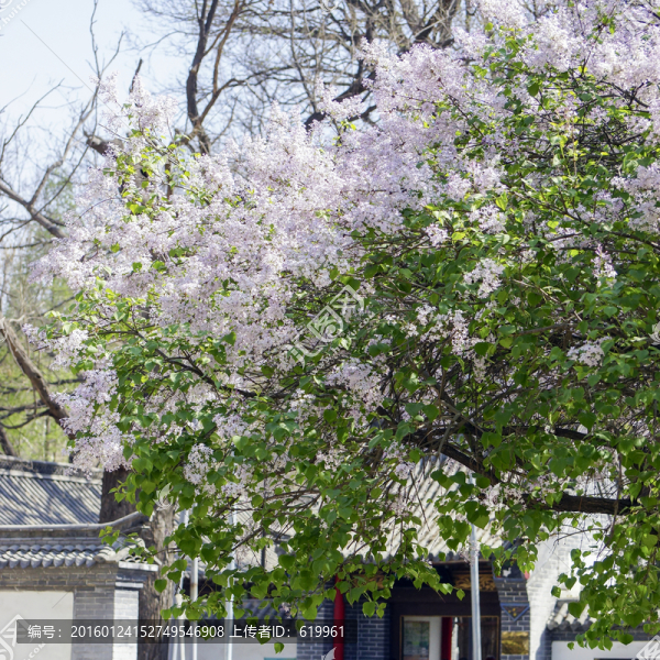 丁香花