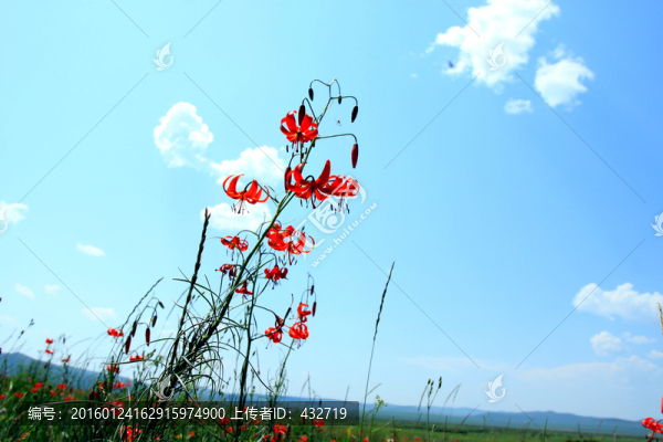 紅色山丹花素材