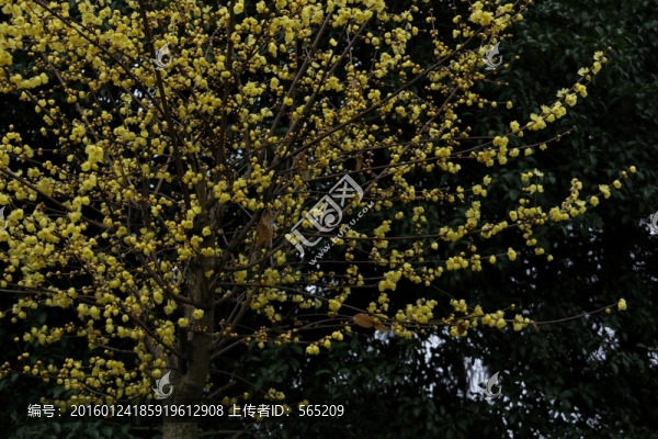 臘梅