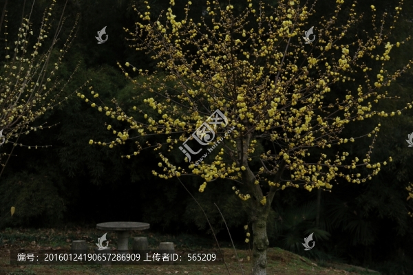 臘梅