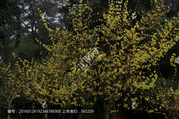 臘梅