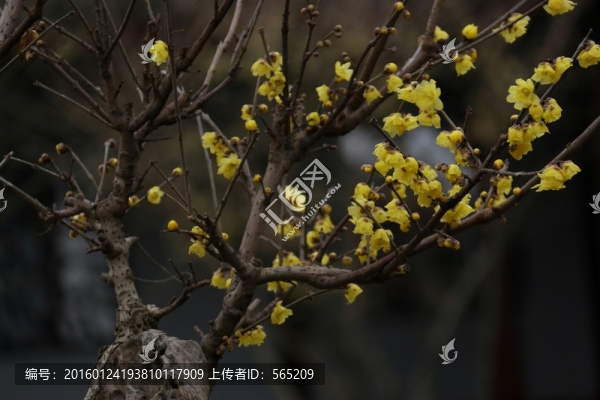臘梅