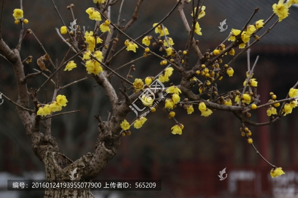 臘梅
